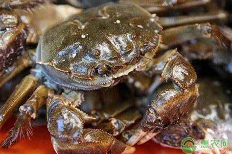 【蒸熟的螃蟹隔夜能吃吗】【图】蒸熟的螃蟹隔夜能吃吗 揭秘吃螃蟹的注意事项(2)_伊秀健康|yxlady.com