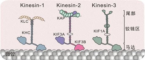 生命学院潘俊敏课题组报道IFT蛋白复合物与马达蛋白互相作用机制-清华大学