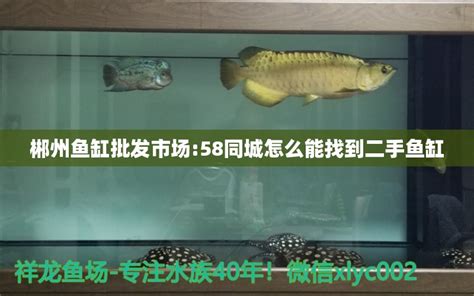 郴州鱼缸批发市场:58同城怎么能找到二手鱼缸 - 鱼缸 - 龙鱼批发|祥龙鱼场(广州观赏鱼批发市场)