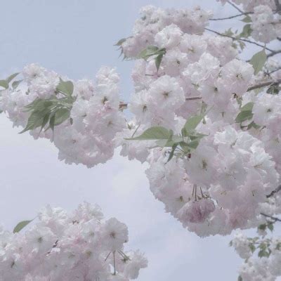 花头像图片
