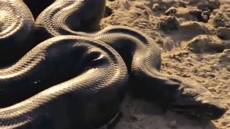野外捕蛇视频、国外小伙发现几百斤的大蟒蛇！徒手捕捉巨蟒！_蛇视频_毒蛇网