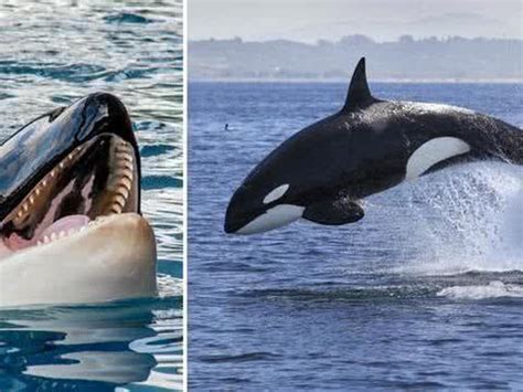 大白鲨和虎鲸对决，究竟谁才是海洋最凶猛的动物？