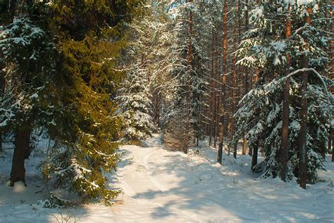 冬季森林松树冻结暴风雪树木季节小路场景木头树干林地高清图片下载-正版图片320871706-摄图网