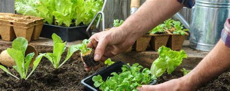 种菜土阳台种菜专用土有机菜肥花泥土透气种植土壤通用蔬菜营养土-阿里巴巴