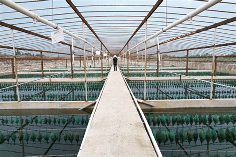 北戴河站承担的“大口黑鲈繁育技术集成与示范”项目完成现场测产-中国水产科学研究院