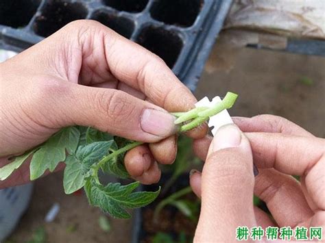 保罗•马森 的图像结果