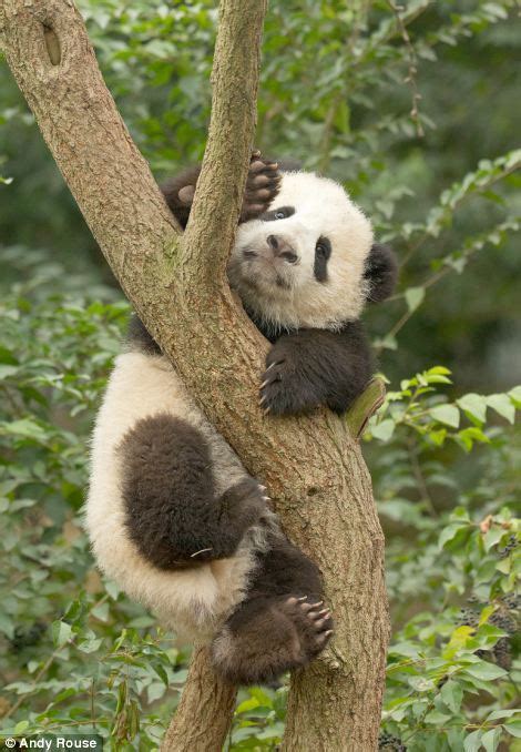 四川大熊猫幼崽学习爬树：树枝上俯瞰家园--宁海新闻网