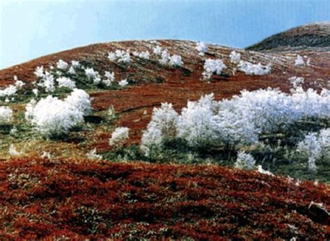 寒带苔原气候景观图片,寒带苔原气候景观,苔原气候和冰原气候图_大山谷图库