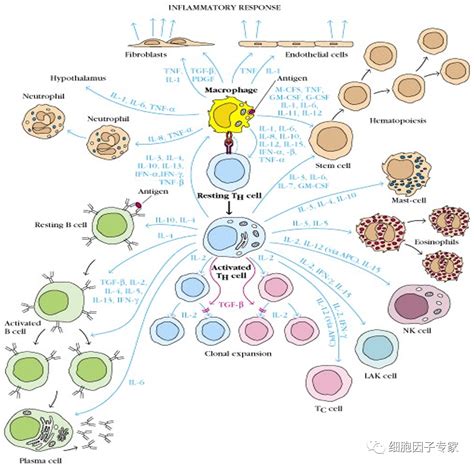 人人学懂免疫学第二十二期：细胞因子与Th1细胞_信息_树突状_信号系统