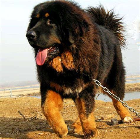 纯种蒙古獒,蒙古獒犬图片,天山獒_大山谷图库