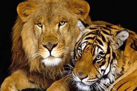 狮子和老虎打架，为什么输的总是狮子？看完我笑了！_腾讯视频