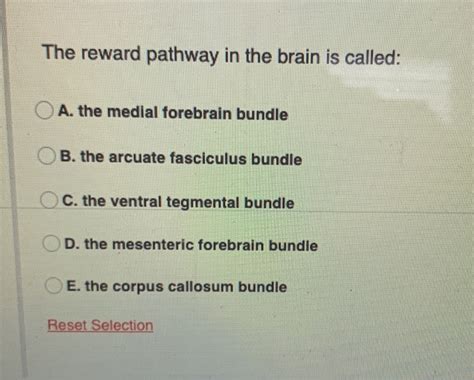 Solved The reward pathway in the brain is called: O A. the | Chegg.com