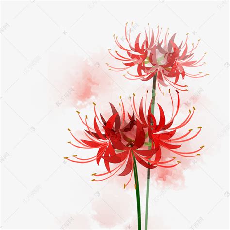 彼岸花水墨画黑白图片 彼岸花水墨画黑白图片