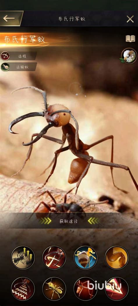 小小蚁国什么蚂蚁最厉害 小小蚁国各种特化蚁排行一览_biubiu加速器