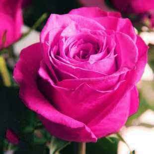 紫玫瑰的花语是什么？ 紫色玫瑰花都有哪些品种 _华夏智能网