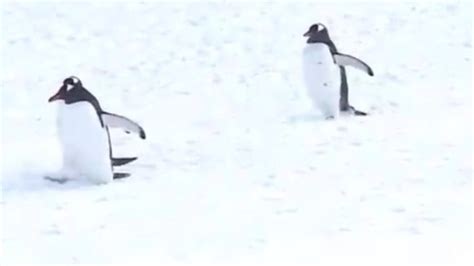 BBC拍到了会飞的企鹅！颠覆认知的动物原来长这样…… - 知乎