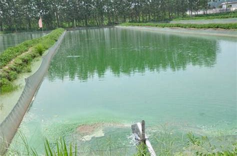 养殖水体水质调节技巧-中国鳗鱼网