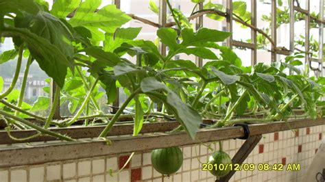 如何在你家阳台上种个西瓜？从种子到果实的110天 - 知乎