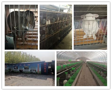 浙江绍兴市种兔养殖场出售肉兔獭兔_肉兔种兔养殖场_恒森种兔养殖场