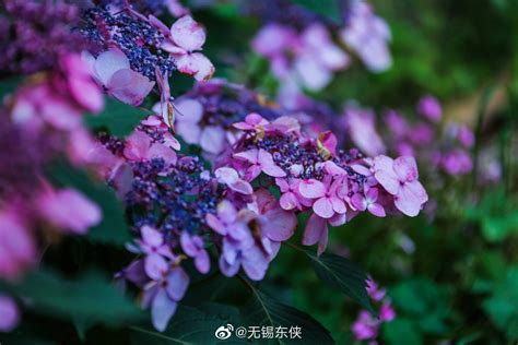 七月，生如夏花之绚烂。而这盛开在夏天，从日本引进的绣球花|绣球花|鼋头渚|花语_新浪新闻