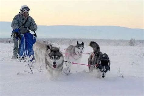 狗拉雪橇躲避雪崩的电影，一只狗拉雪橇带领躲避雪崩的电影