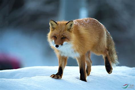 美国黄石公园一只狐狸腾空而起钻入雪地抓捕老鼠 - 神秘的地球 科学|自然|地理|探索