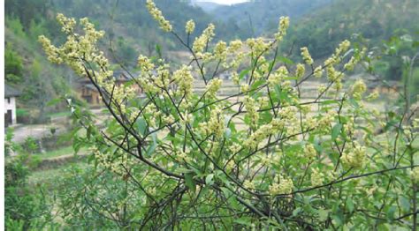 山苍子图片