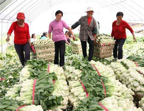 10月蔬菜种植指南-长江蔬菜