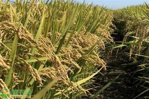 中国高产水稻品种排名 - 惠农网