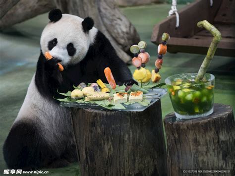 吃胡萝卜的大熊猫摄影图__野生动物_生物世界_摄影图库_昵图网nipic.com