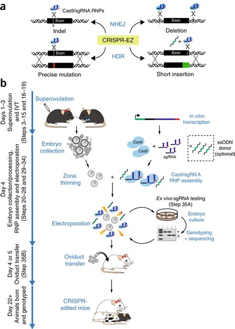 小鼠肝癌模型细胞的体外培养方法及其应用_2