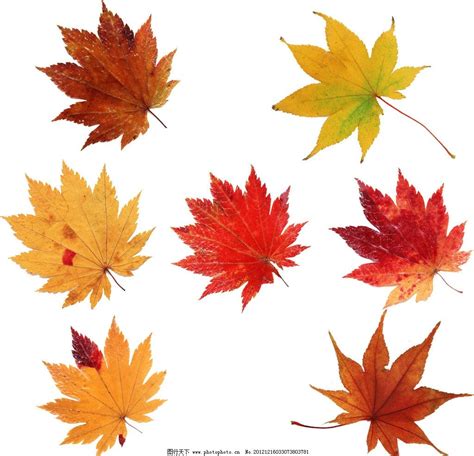 小班上学期美术教案《秋天的树叶》含PPT课件_屈老师