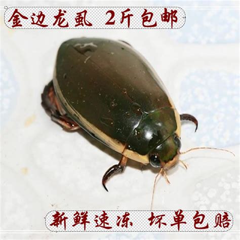 水鳖虫图片