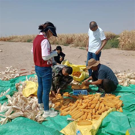 阿拉善盟农牧局 部门动态 阿拉善盟农业技术推广中心专家到孪井滩进行玉米大豆间作测产工作