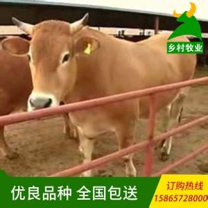 二百斤肉牛犊肉牛出栏 山东省济宁市梁山县-食品商务网