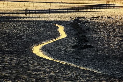 中国首个滩涂保护区 世界最大野生丹顶鹤集结地之一_深圳绿色光明网