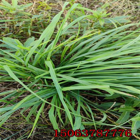 东北乌拉草 羊湖草 水草鞋垫草大量晾干野草 工艺品原料批发道具-阿里巴巴