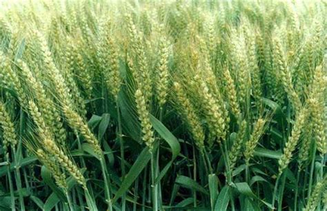 种一亩小麦的利润-农百科