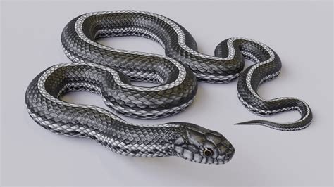 黑白相间蛇什么蛇图片,王蛇,蟒蛇_大山谷图库