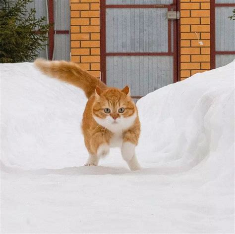 奔跑的猫,猫飞跃,奔跑的猫图片_大山谷图库