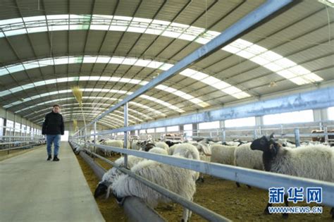 【中新网】甘肃环县：“科技范儿”养羊 培育良种基因建肉羊种业“芯片” - 庆阳网