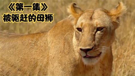 小狮子的成长之路_腾讯视频