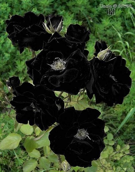 有黑色的花吗，形容黑色的花