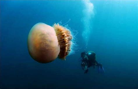 实拍：深海下的巨型生物|深海|生物|实拍_新浪新闻