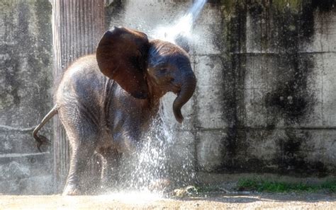 今天洗澡！小象兴奋得一个跟头翻进浴盆里|界面新闻 · 歪楼