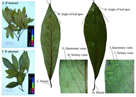 金丝楠木树种闽楠与桢楠的系统分类关系得到澄清与解决_科研进展_植物通