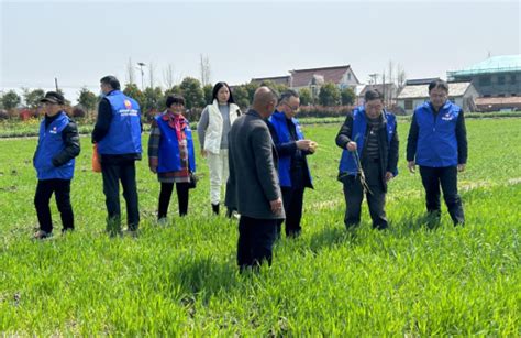农技专家提醒广大农户科学防治水稻纹枯病-如东县人民政府