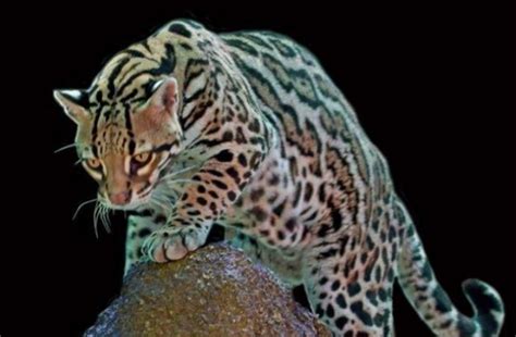 最美的野生猫科动物，如今濒临灭绝，人类想救都难了|虎猫|山虎|种群_新浪新闻