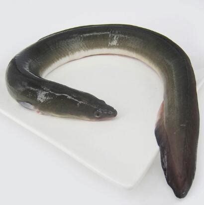 台山鳗鱼-台山鳗鱼介绍-台山鳗鱼好吃吗--排行榜123网