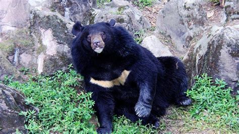 熊科动物战斗力排行榜：黑狗熊排第六，前两名能完虐东北虎|马来熊|美洲|棕熊_新浪新闻
